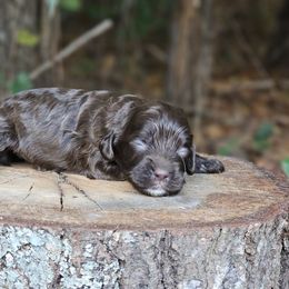 Gretchen - Brown and white female Cockapoo puppy in Louisburg, North Carolina from Raven Oak's Shepherds