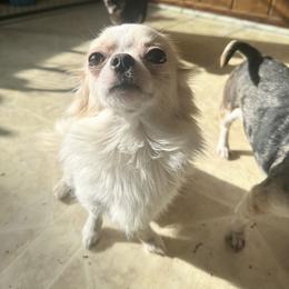 Chihuahua All Grown Up from Sugar Cookie Chihuahuas