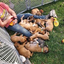 Boxer Puppies from Tanya Klopfenstein
