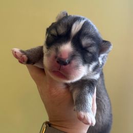 Stone - Gray and white male Siberian Husky puppy in Florence, Kentucky from Moonlight Howl Huskies