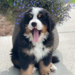 Bernese Mountain Dogs from Garvin Shepherd Mountain Farms