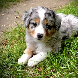 Miniature Australian Shepherd and Toy Australian Shepherd Puppies from Pawesome Lil Aussies