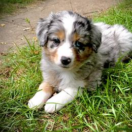 Miniature Australian Shepherd and Toy Australian Shepherd Puppies from Pawesome Lil Aussies