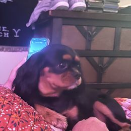 Cavalier King Charles Spaniel Puppies from AKC Cavalier King Charles spaniel Brenda’s puppies