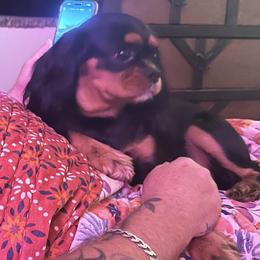 Cavalier King Charles Spaniel Puppies from AKC Cavalier King Charles spaniel Brenda’s puppies