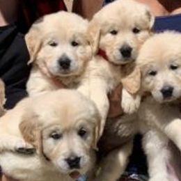 Golden Retrievers from Dream Acres Golden Retrievers