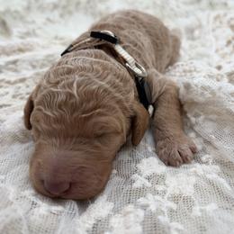 Poodle Puppies from Wild Suns Farm