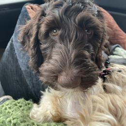 Stetson - Chocolate male Australian Labradoodle puppy in Eagle, Wisconsin from Fruitful Beginnings,LLC