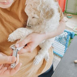 Poodle Puppies from Elysee Standard Poodles