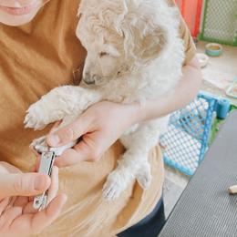 Poodle Puppies from Elysee Standard Poodles