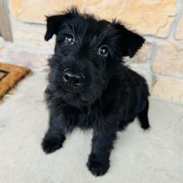 Girl 1 - Black female Scottish Terrier puppy in Scurry, Texas from Starlight Scotties of Texas
