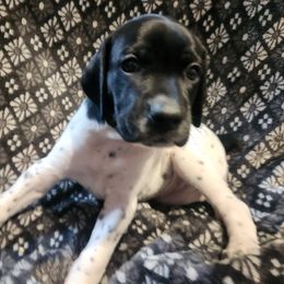 1 - Bernadette - Black and white female German Shorthaired Pointer puppy in Meriden, Kansas from Hull's GSPs