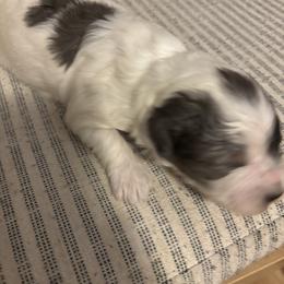 Aussiedoodle Puppies from LuckyDoodles
