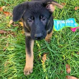 German Shepherd Puppies from EshelmanSchwitz German Shepherd Dogs