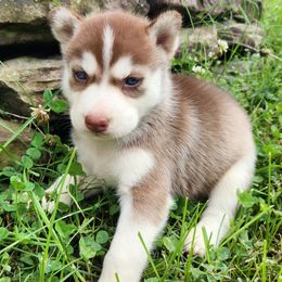 Girl 3 - Red and white female Siberian Husky puppy in Jonesboro, Arkansas from L & A Animal House Siberian Huskies