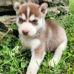 Girl 3 - Red and white female Siberian Husky puppy in Jonesboro, Arkansas from L & A Animal House Siberian Huskies