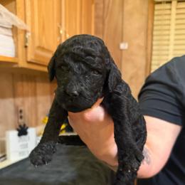Marcel - Black male Goldendoodle puppy in Petersburg, West Virginia from Wv Diva Doodles