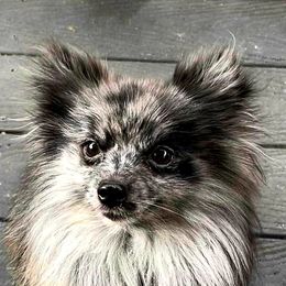 Bear - Pomeranian