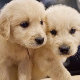Goldendoodle, Golden Retriever, and Poodle Puppies from St. Barx Kennel Company