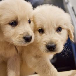 Goldendoodle, Golden Retriever, and Poodle Puppies from St. Barx Kennel Company