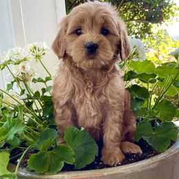 Australian Labradoodle and Goldendoodle Puppies from Annie's Doodles