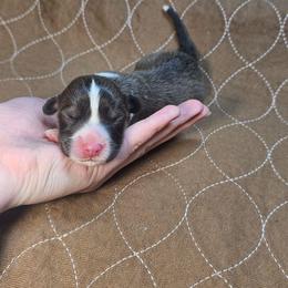 Milky way - Sable male Pembroke Welsh Corgi puppy in Washington from Castle View Royal Rumps