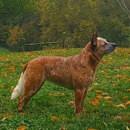 Australian Cattle Dogs from Outfoxed Australian Cattle Dogs