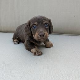 Eve - 2500 - Chocolate and tan female Dachshund puppy in Sonora, Kentucky from Maple Hill Miniature Dachshunds