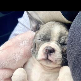 Boston Terrier and French Bulldog Puppies from High Plains