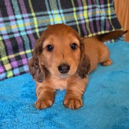 Cedar - Dapple male Dachshund puppy in Klamath Falls, Oregon from Luvindoxys4u