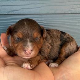 Mocha - Merle female Yorkipoo puppy in Fortuna, California from Dalton Poodles and Doodles