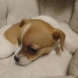 Bubbles - Fawn and white female Chihuahua puppy in Federalsburg, Maryland from Mobley Chihuahuas