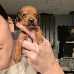 Lilly - Red female Dachshund puppy in Farmington, Missouri from Southeast mo Miniature dachshunds