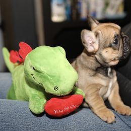 French Bulldog Puppies from Camp Fine Frenchies