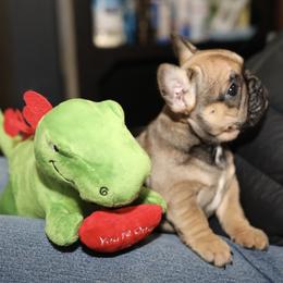 French Bulldog Puppies from Camp Fine Frenchies