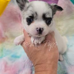 Cottontail - Merle female Chihuahua puppy in Bowdon, Georgia from Paschal's Pups