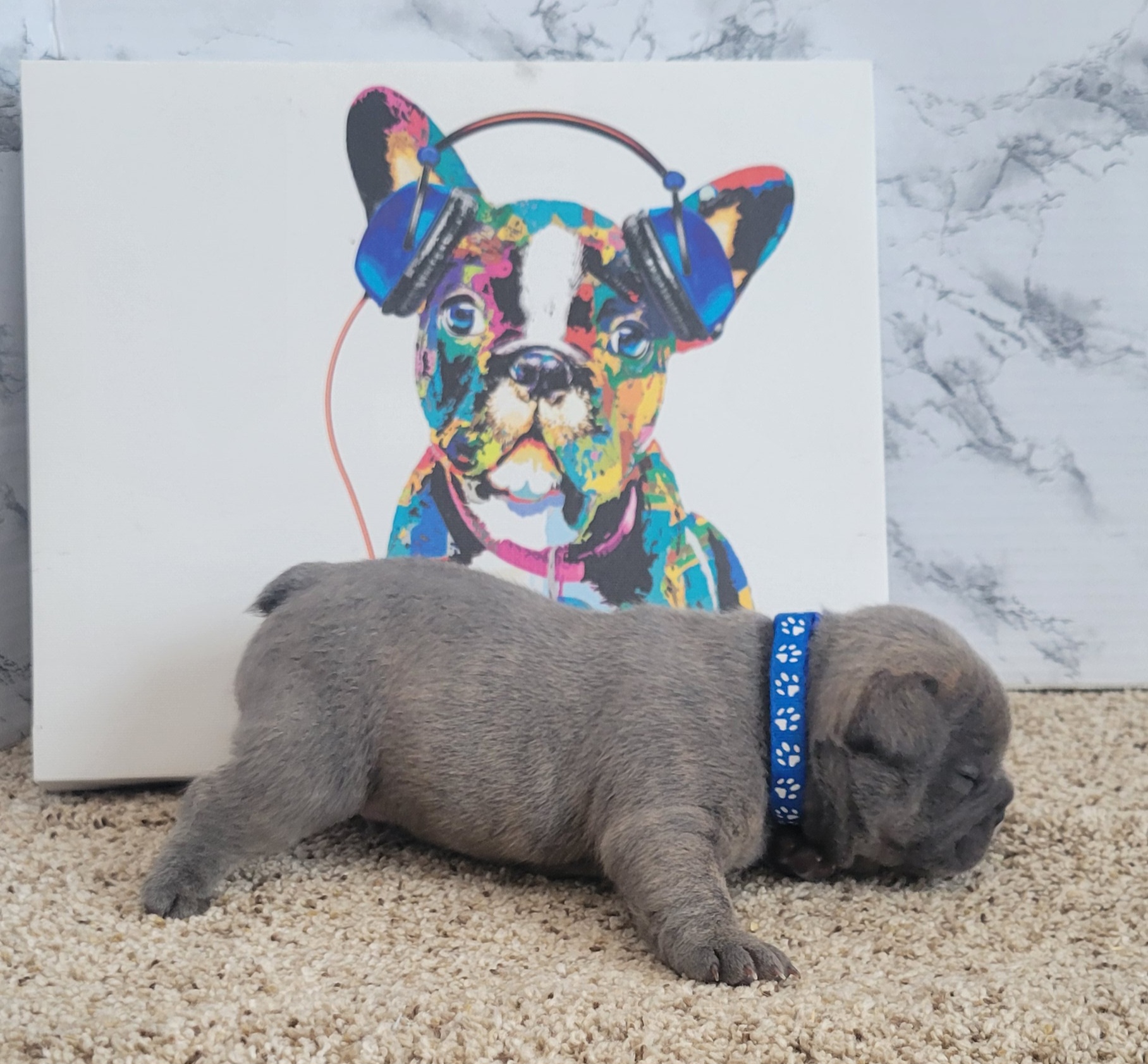 French Bulldog Puppies from Zoomie Time Frenchies