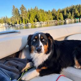 Wenatchee - Australian Shepherd