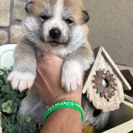 Girl 1 - Red female Japanese Akitainu puppy in Payson, Utah from Havoc Akitas