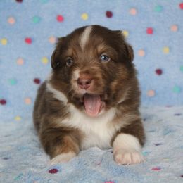 Australian Shepherd Puppies from Faith Valley Australian Shepherds