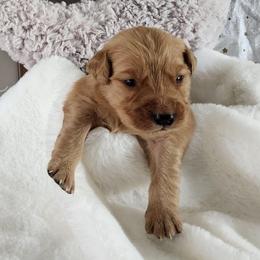 Orange collar - Dark golden female Golden Retriever puppy in Boulder, Montana from Sharee's Golden Retrievers