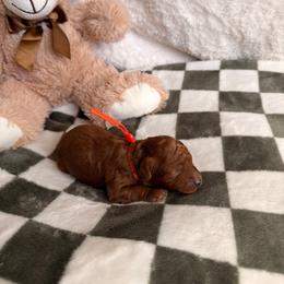 Orange boy - Red  male Poodle puppy in Blaine, Washington from Midwest Miniature Poodles