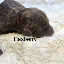 Rasberry - Chocolate female Goldendoodle puppy in New Ringgold, Pennsylvania from Hawk Mountain Doodles