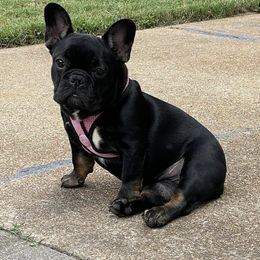 French Bulldogs from No Koast Kennels