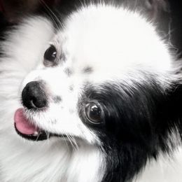 Pomeranians from Misty's Pomeranians