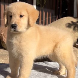 Golden Retriever Puppies from Dreamers Goldens
