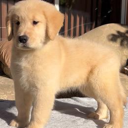 Golden Retriever Puppies from Dreamers Goldens