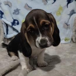 Jacks - Black brown and white male Basset Hound puppy in Newton Grove, North Carolina from MGA Basset Hound