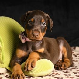 Skye - Red and rust female Doberman Pinscher puppy in Overton, Texas from Obsidian Kennel