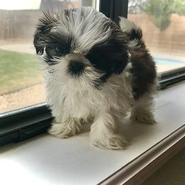 Shih Tzu Puppies from Willow Lane Shih Tzus